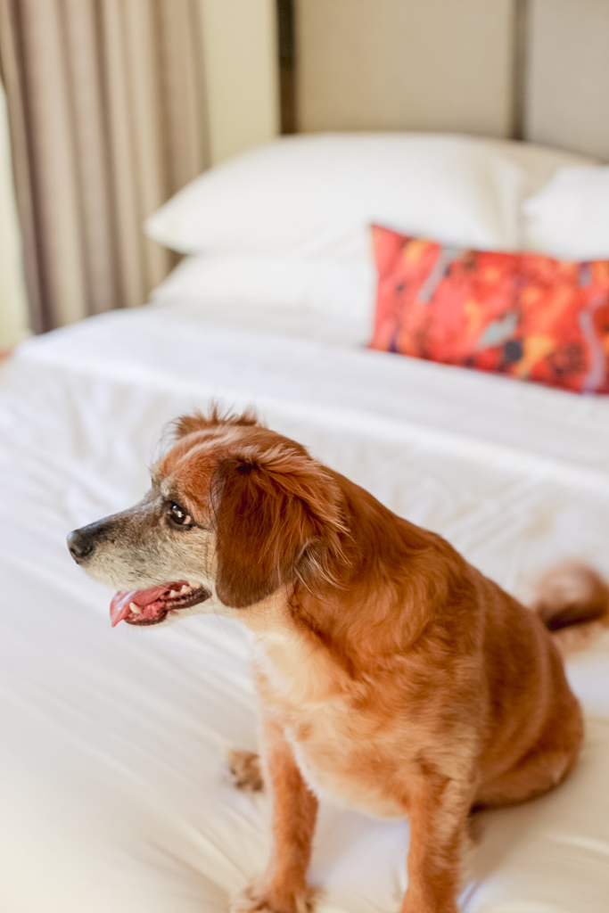 The Alida Hotel | Pet-friendly hotels in Savannah, Georgia | Savannah Travel Guide, where to stay in Savannah with a dog.